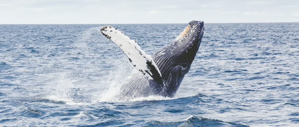 The Five Largest Mammals by Volume